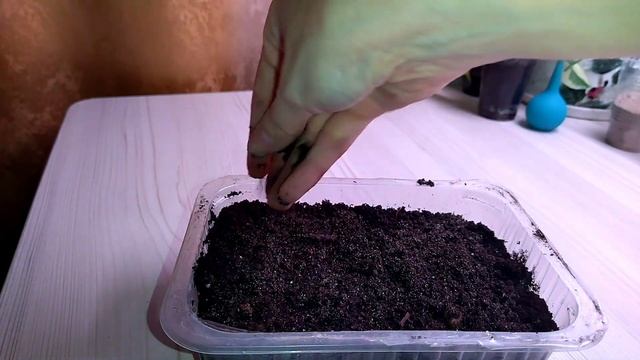 Фикус священный из семян. Посев и первые всходы? смотреть онлайн
