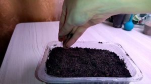 Фикус священный из семян.  Посев и первые всходы?