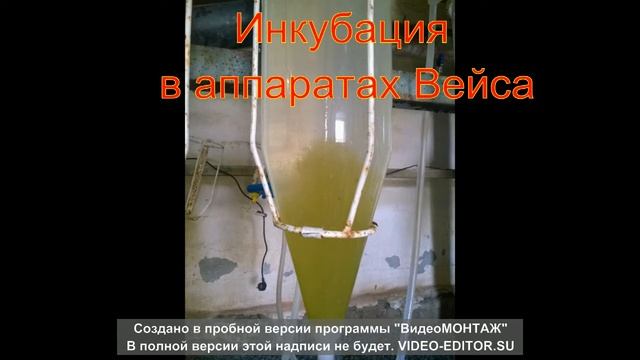 Сбор икры карпа смотреть онлайн