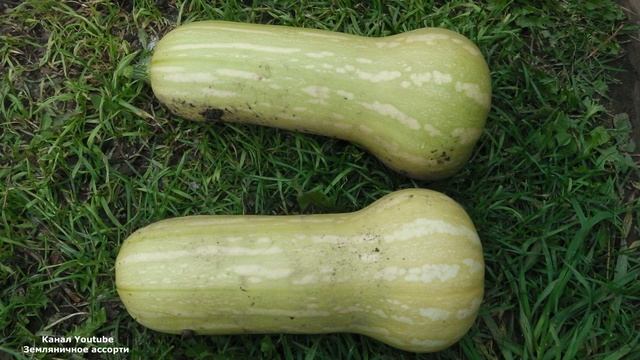 ТЫКВА АРАХИСОВОЕ МАСЛО . НЕУДАЧНЫЙ ОПЫТ ВЫРАЩИВАНИЯ смотреть онлайн