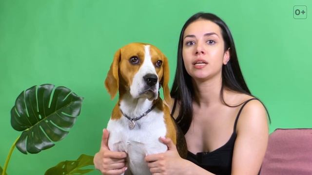 5 МИФОВ О ПОРОДЕ БИГЛЬ - ПОСМОТРИ ПРЕЖДЕ ЧЕМ ЗАВОДИТЬ БИГЛЯ смотреть онлайн