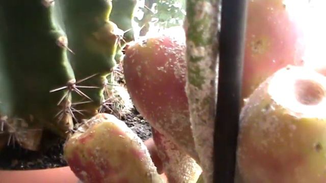 Балкон. Цимбидиумы и кактусы. Июль 2019г смотреть онлайн