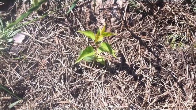 саженец абрикос из косточки смотреть онлайн