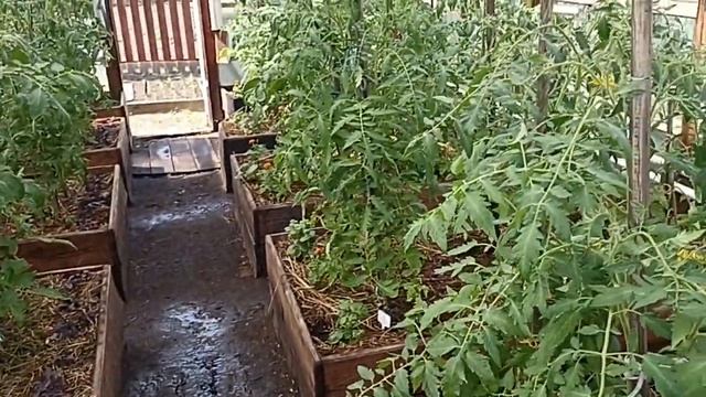 Сибирь. Очень жарко! Притеняю томаты. Капельный полив. смотреть онлайн