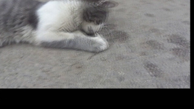 Хвост за хвост