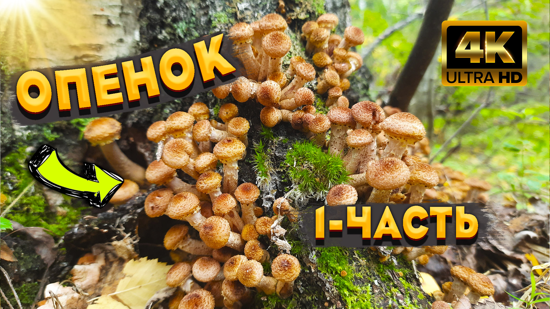 Сентябрь - Весь Лес Усыпан Молодыми Опятами. Белые Грибы Растут. 1 - Часть. смотреть онлайн