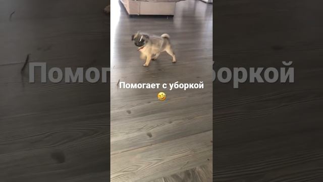 Мопсик помогает с уборкой #чмопсы #чихуахуа и #мопсы #изусадьбыисаковых смотреть онлайн