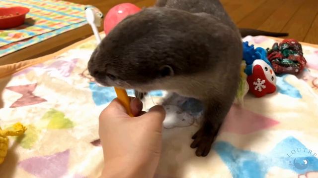 Naughty Little Otter is Amazed at the Mirror! смотреть онлайн