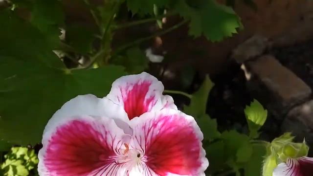 Королевская пеларгония Aristo Petticoat (Аристо Петтикоат) и Aristo Orchid (Аристо Орхид) смотреть онлайн