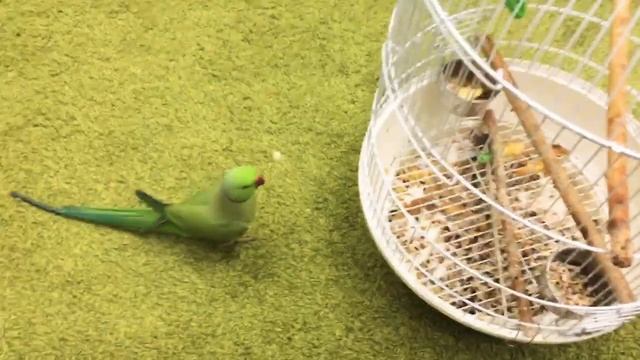 Ожереловый попугай  Р И К И  Индийский кольчатый