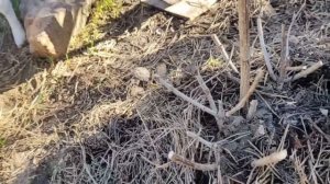 3 способа сформировать штамб гортензии | Формируем штамб гортензии 3 способами