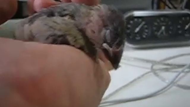 Baby Java Sparrow Sleeping смотреть онлайн