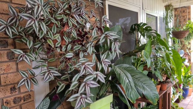 리갈 제라늄이 2주만에 돌아 왔어요~♡ смотреть онлайн