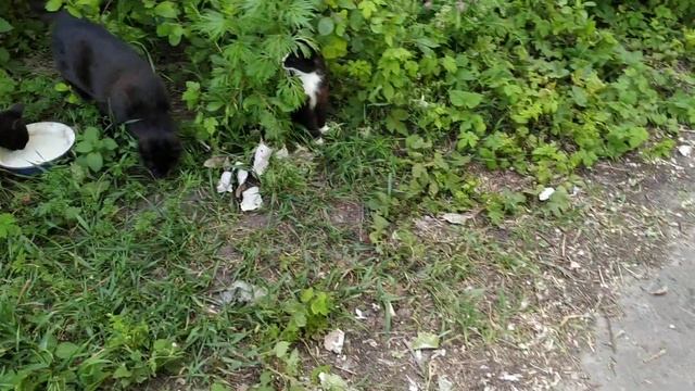 Кулинарное творчество для всех возрастов 