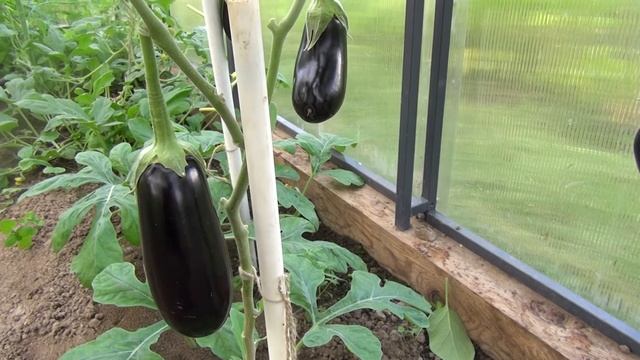 Формируем баклажаны в теплице так, что бы с 15 июня собирать от3 до 8 шт каждую неделю смотреть онлайн