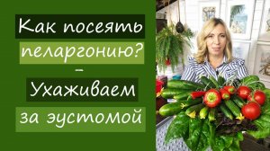 Как посеять пеларгонию? Ухаживаем за эустомой