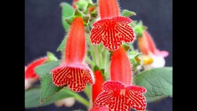 Колерия смотреть онлайн