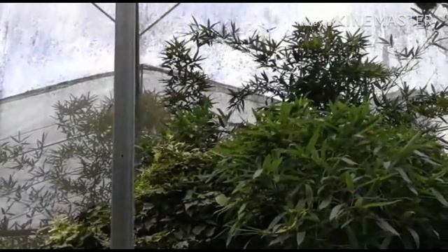 Vlog | Short Vacation to Cameron Highland смотреть онлайн