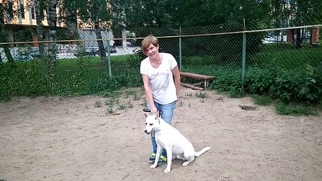 Дрессировка собак -двортерьер Дик 3 года .Первое занятие после приюта .Дрессировщик Татьяна смотреть онлайн