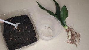 Сансевиерия Блэк Робуста (Блэк Футура, Футура Миднайт). Новинка в моей коллекции.