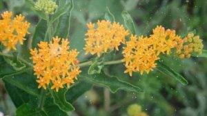 Ваточник  - Выращивание и Уход