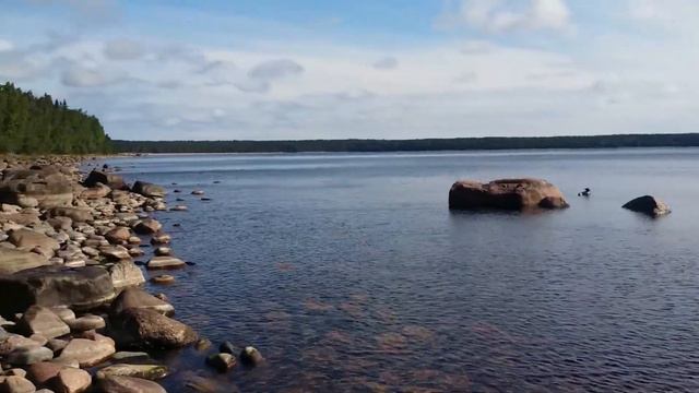 Нерпа ладожская 01.08.15 смотреть онлайн