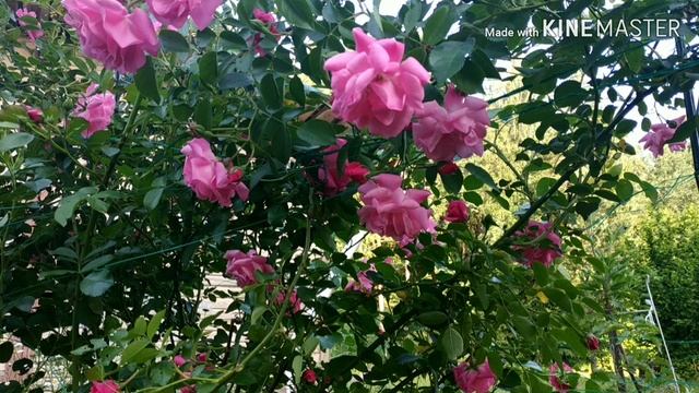 ГОТОВИМ РОЗЫ К ЗИМЕ УКРЫТИЕ РОЗЫ смотреть онлайн