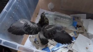 Как выкормить птенца голубя? Ручной голубенок