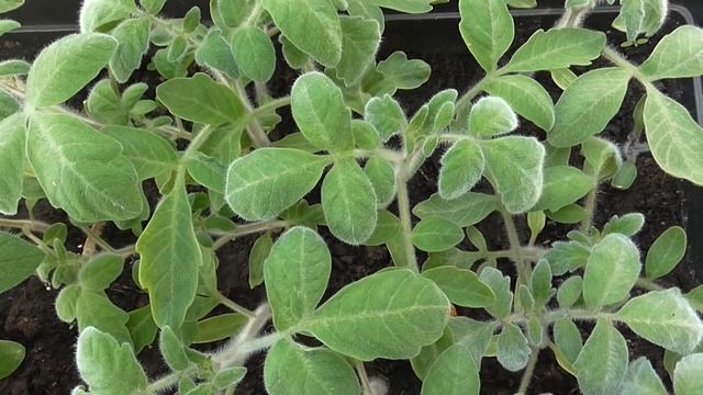 ГОЛУБЫЕ ПУШИСТЫЕ ПОМИДОРЫ смотреть онлайн