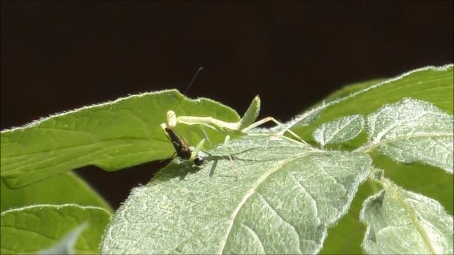 Богомол на картошке / Mantis On Potatoes