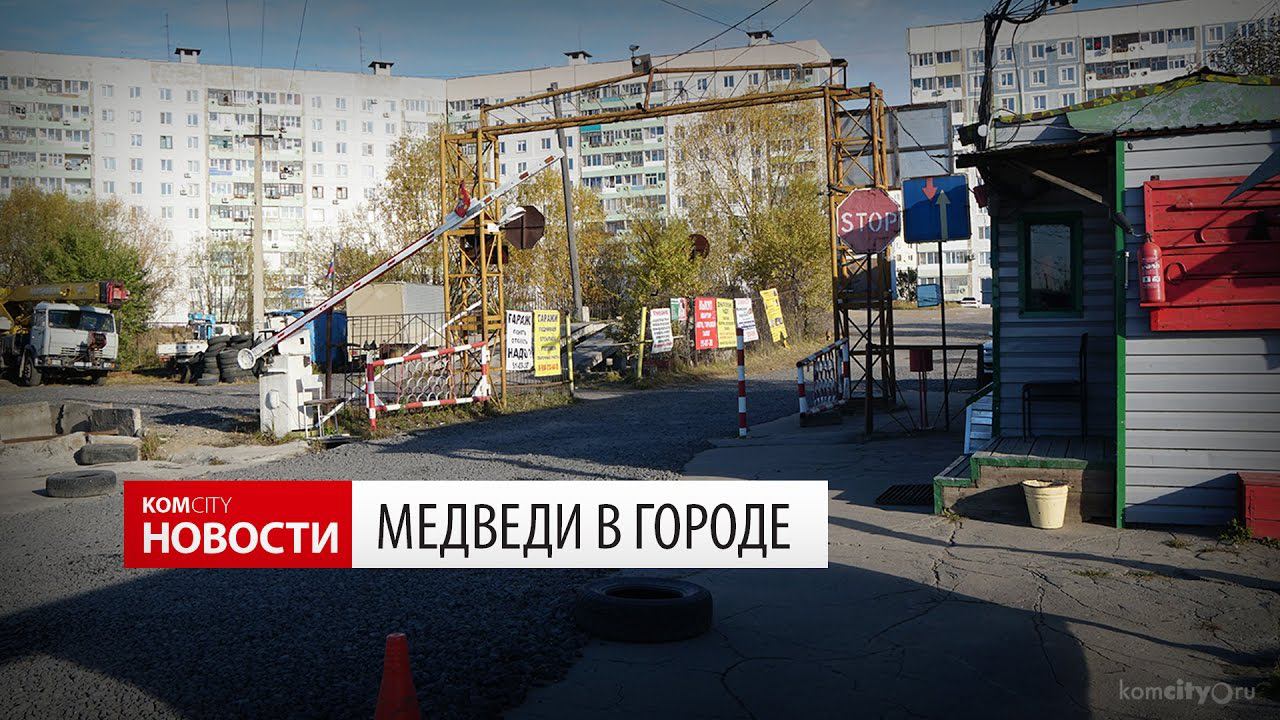 Komcity Новости — Медведи в городе, 8 октября 2016 смотреть онлайн