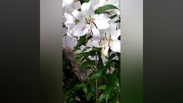 Лилии отцвели. Что делать дальше? смотреть онлайн