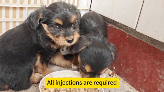 Two Puppies Were Abandoned By Their Owners In The Garbage Dump, Homeless. Cute And Innocent.