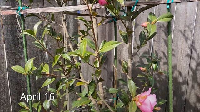 Camellia “Taylor's Perfection" A Month Of Blooms - April смотреть онлайн