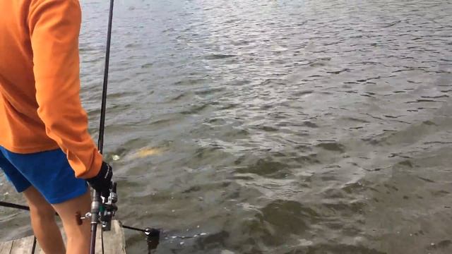 Рыбалка озеро Черница Беларусь Зеркальный карп просто монстр смотреть онлайн