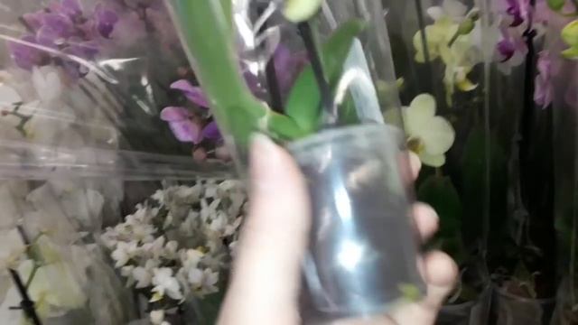 Орхидеи.Уценка.Мега Белая Дача смотреть онлайн