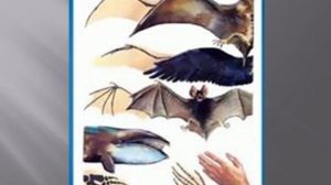 Основные закономерности эволюции