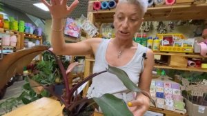 Филодендрон Бургунди Принцесс - восхитительный сорт филодендрона | Самые красивые комнатные лианы