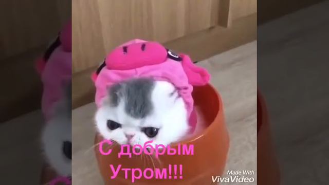 Кошка с добрым утром смотреть онлайн