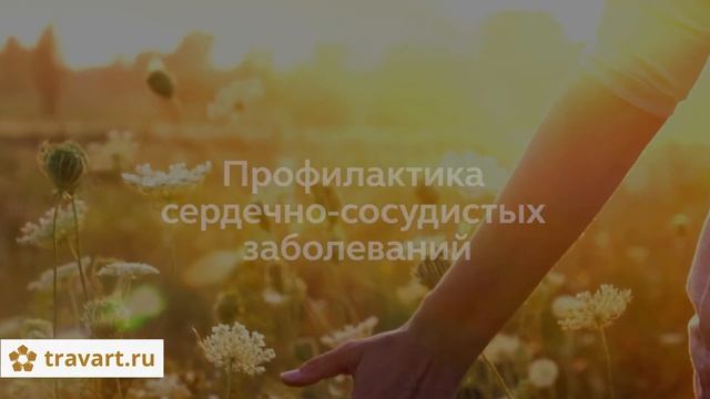 Гречишный мед полезные свойства. Чем полезен гречишный мед. ТРАВАРТ #7012 смотреть онлайн