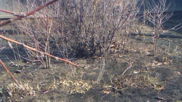 ПЕНИЕ ВОРОБЬЁВ  ВЕСНА