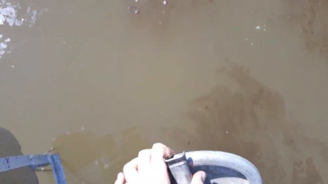 Запускаю клариевых африканских сомов в пруд. Выращиваем вместе)) смотреть онлайн