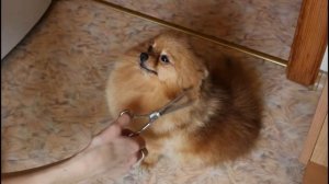 Шпиц .Уход за померанским шпицем.