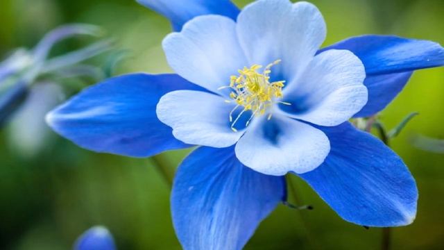 Медитация "Активация и гармонизация чакр" без титров #StayHome and meditate #WithMe смотреть онлайн