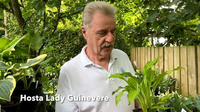 Rewela Hostas Looks At Hosta Lady Guinevere