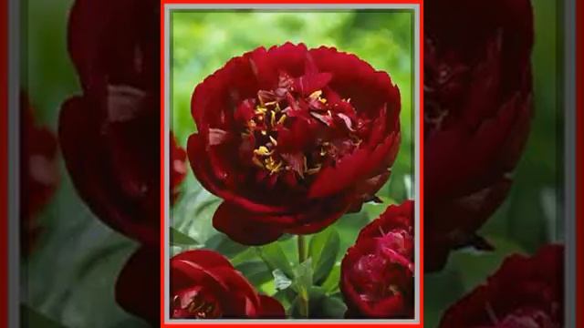 Piwonia chinska Buckeye Belle 489 смотреть онлайн