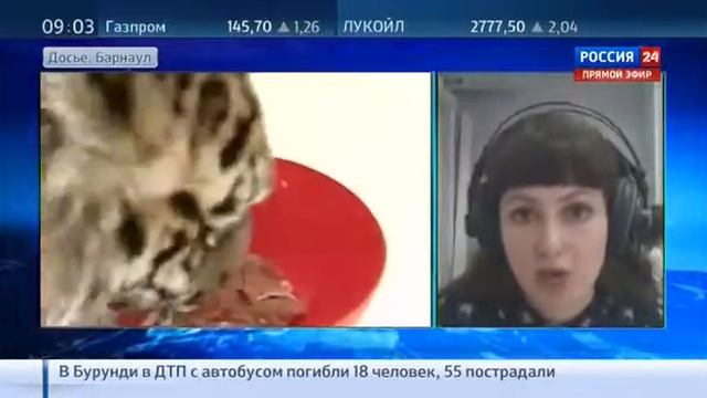 В Барнауле в зоопарке Тигр напал на школьницу смотреть онлайн