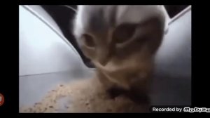 песня чипи чипи чапа чапа перевод на русский!)