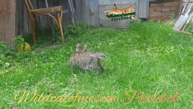 Котёнок Пиксибоб