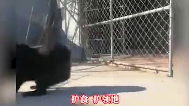 One mastiff tops three wolves what you dont know about Tibetan mastiffs